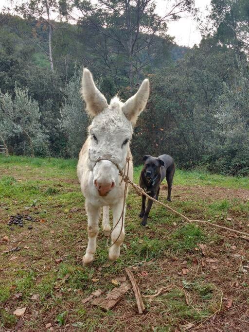 Cottage Eco-Friendly Barcelona Country Side La Garriga Luaran gambar