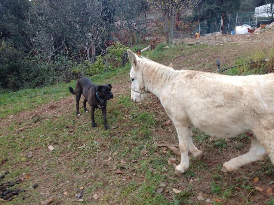 Cottage Eco-Friendly Barcelona Country Side La Garriga Luaran gambar