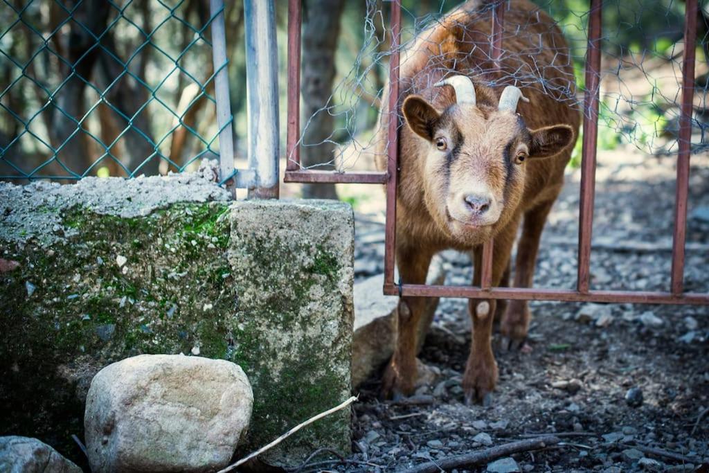Cottage Eco-Friendly Barcelona Country Side La Garriga Luaran gambar