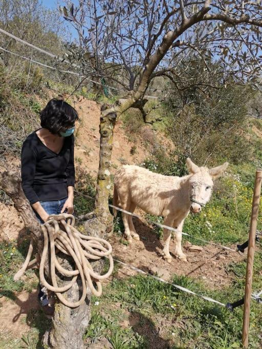 Cottage Eco-Friendly Barcelona Country Side La Garriga Luaran gambar